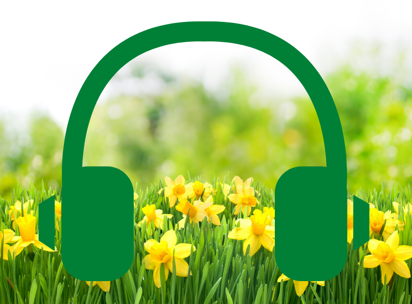 Headphones with daffodils in the background
