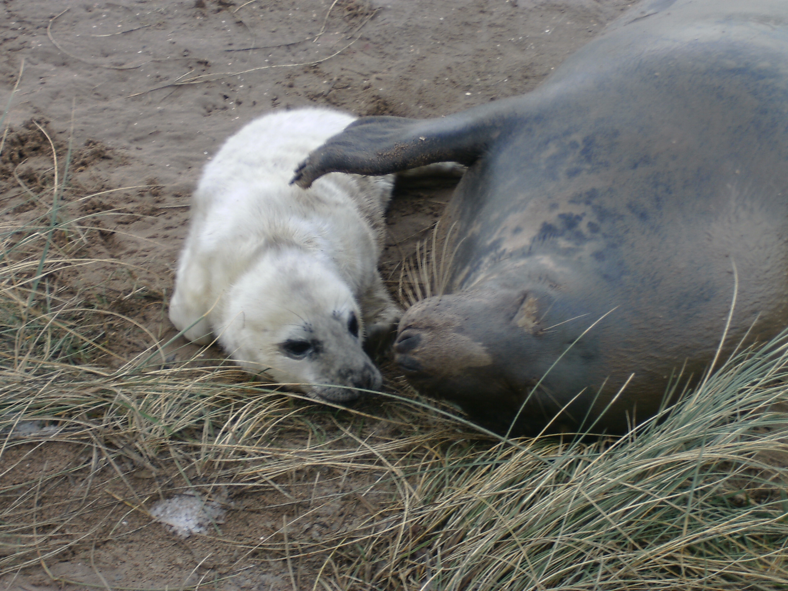 A mother seal looks after her pup at Donna Nook Nature Reserve.