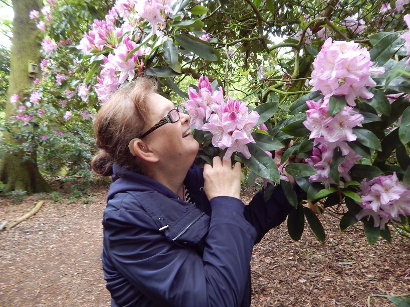 A woman smelling some rhododendron flowers on a bush.