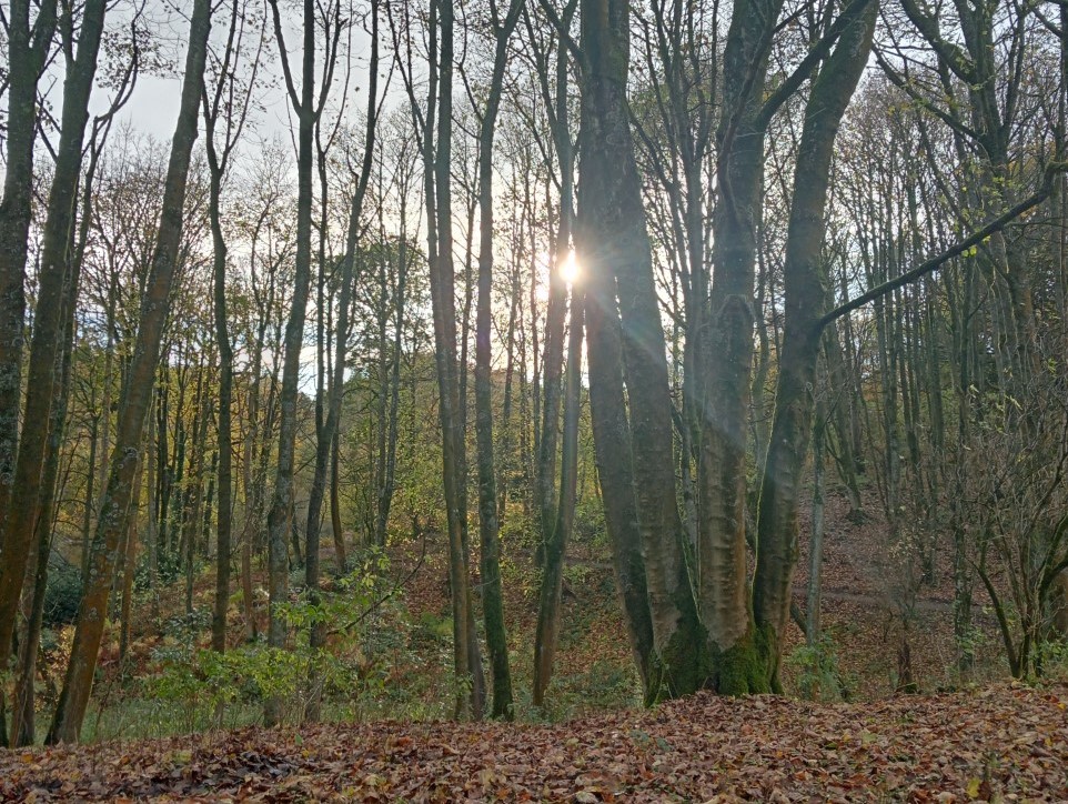 The sunlight streams through the trees in a woodland