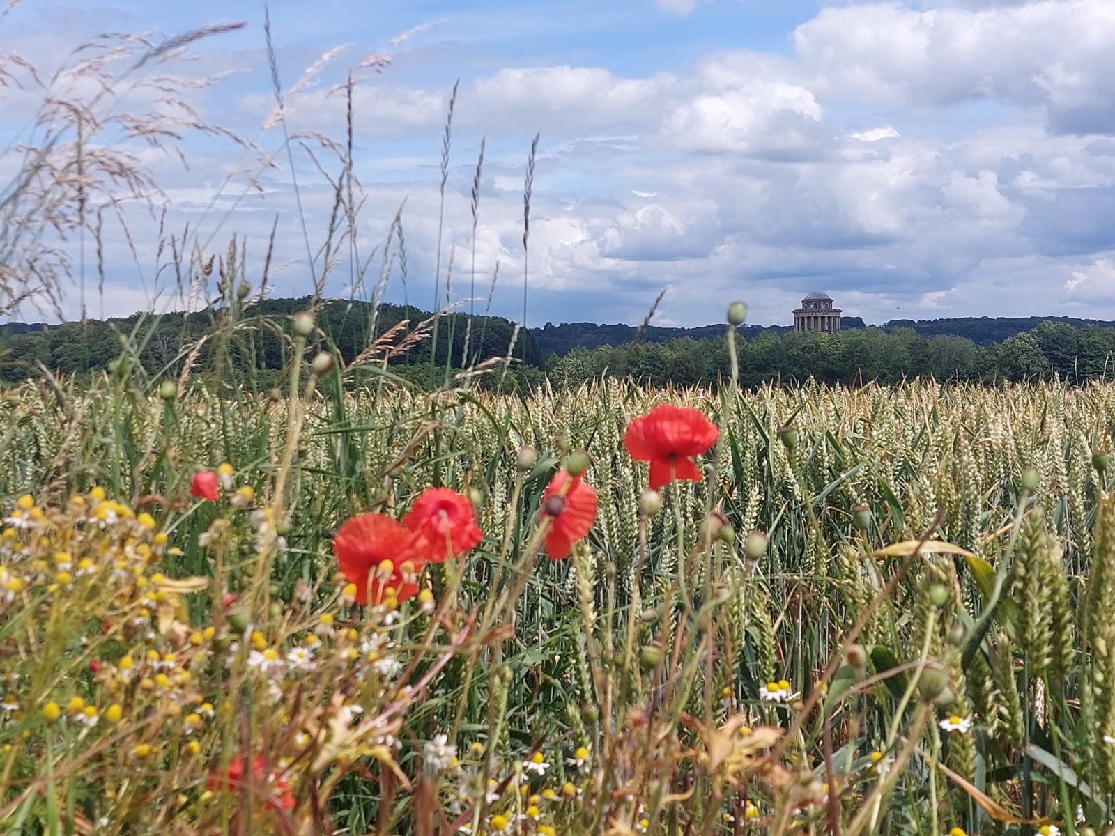 A wildflower meadow with blue sky and white clouds