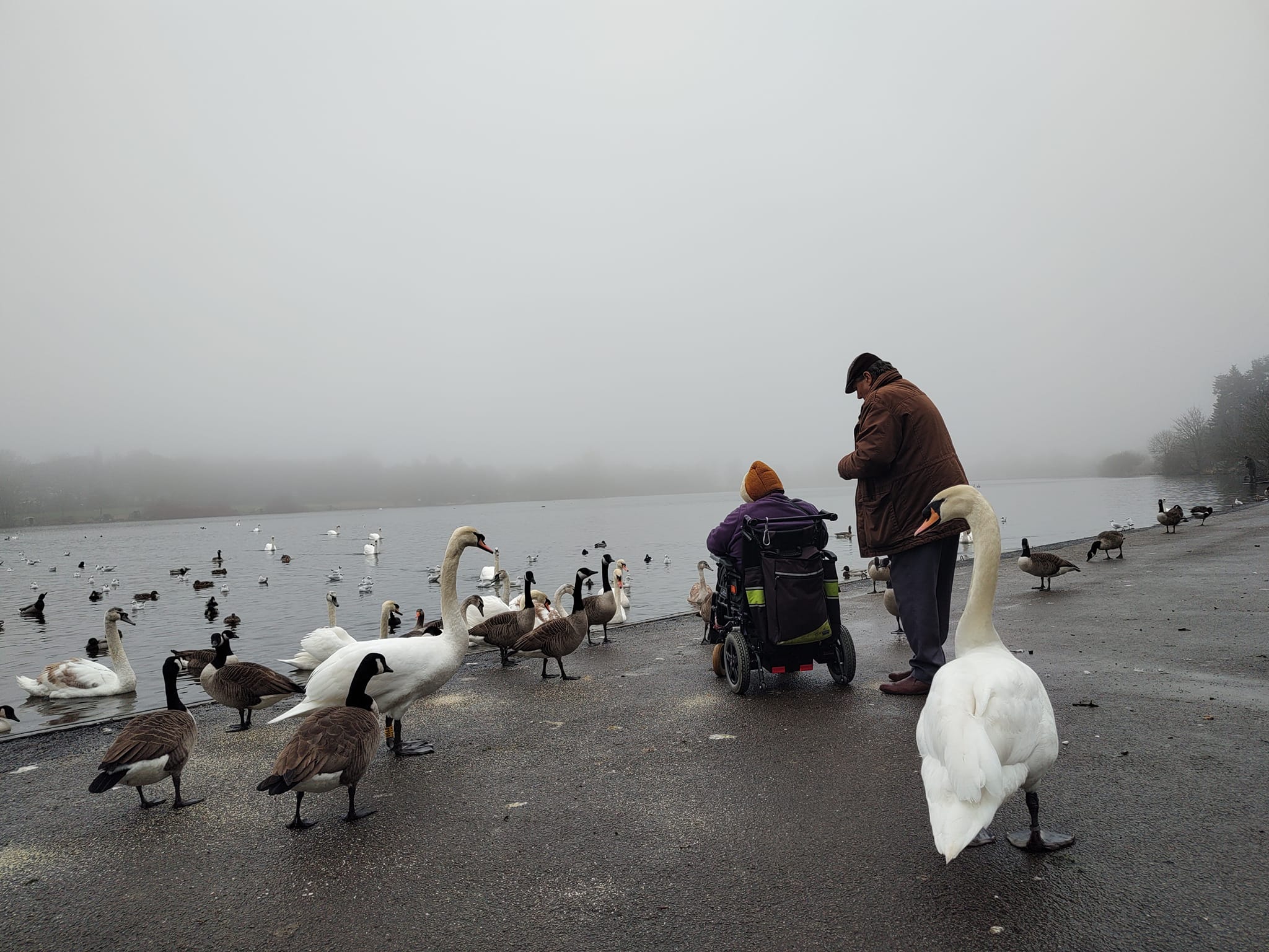 A man and woman in a wheelchair feeding swans by a lake