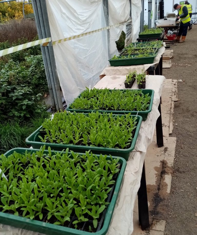 Trays of seedlings in a polytunnel